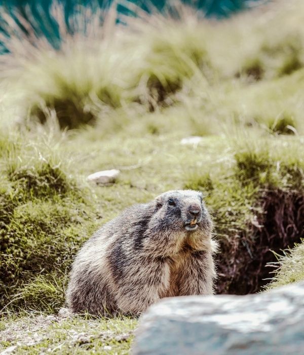 Murmeltierland im Zillertal